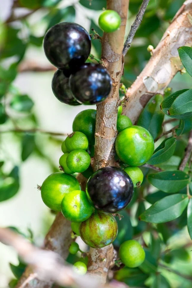 Jaboticaba Plinia Cauliflora Brazilian Sabara Grape Seedling Plant Fruit Tree - Image 3 of 4