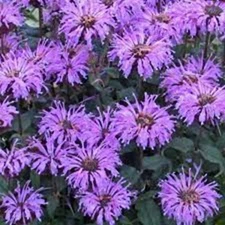 100 Double Lilac Bee Balm Seeds Flowers Seed Bloom Hummingbird Flower Seeds 1316