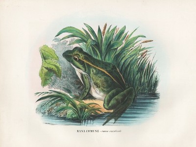 Rana esculenta Teichfrosch Frosch Frösche frog Lithographie litho Boschi 1863-79