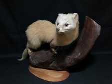 stuffed  animals,Real Japan, Japanese marten (Martes melampus)  Tadermy