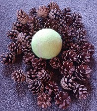 50 Natural small Pine Cones craft Christmas, decorations Fast Dispatch