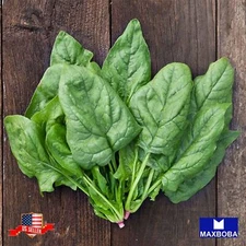 Spinach Fresh Seeds Winter Giant Non-GMO Heirloom