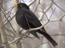 TRUE THRUSH BIRD GLOSSY POSTER PICTURE PHOTO PRINT BANNER 10783