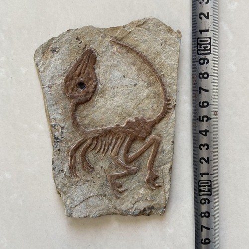 Real  Fossil Rare Chinese Best Triassic Keichousaurus Collection B002