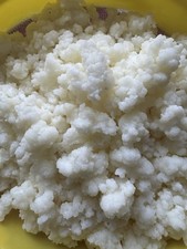 Whole Milk Live Kefir Grains B lgaros De Leche Portion: 1/2 Tsp,Porci n: 1/2 Tsp
