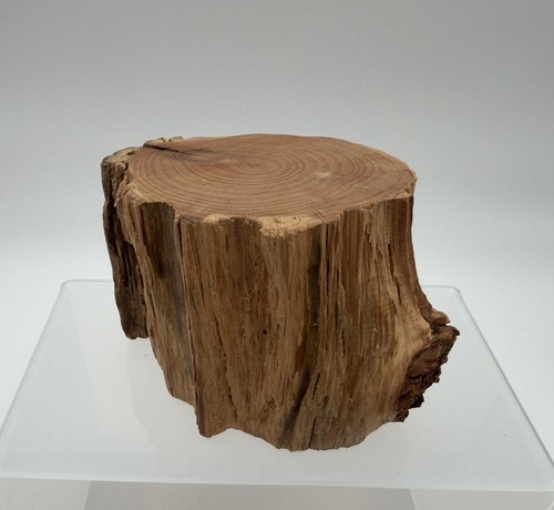 Rustic Wood Log Slice 2.5" tall Display Stand Natural Tree Decor Cabin Farmhouse