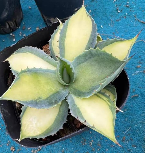 Planta Rara Aqave potatorum 'Miyake' (Mediopicta Aurea) Boutique Aleatoria - Imagen 3 de 5
