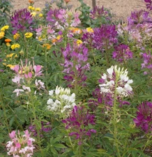 1000 Spider Plant Flower Seeds Cleome hassleriana