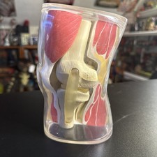 1962 Merck & Co Knee Joint Doctor Office Medical Display Prop Vintage