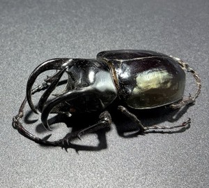 Dynastidae : Chalcosoma 72mm (FREAK SPECIMEN) Rhino Beetle Wild