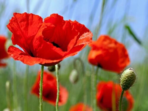 4000 Graines de Pavot Sauvage Coquelicot Rouge Méthode BIO seeds Fleurs vivace  - Bild 1 von 3