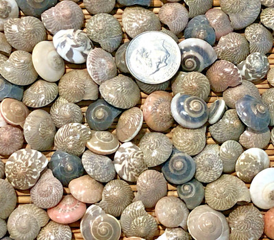1/3 CUP OF SMALL NATURAL UMBONIUM SEA SHELLS - 3/8'' TO 1/2'' - CRAFTING