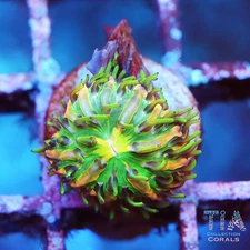 Ultra Fungia Plate - NOT WYSIWG | Live LPS Coral | Aquacultured