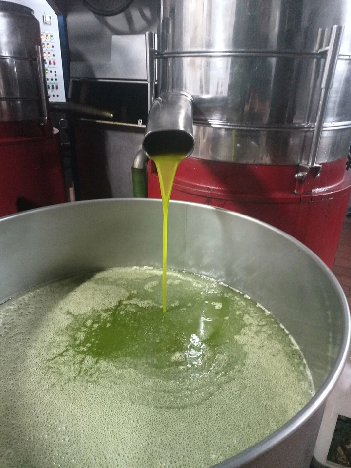 Olio Extravergine di oliva 2025 - 2026  Biologico.   5 litri - Immagine 3 di 4