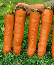 - Seeds Carrot Red Giant - Heirloom Vegetable - GMO Free