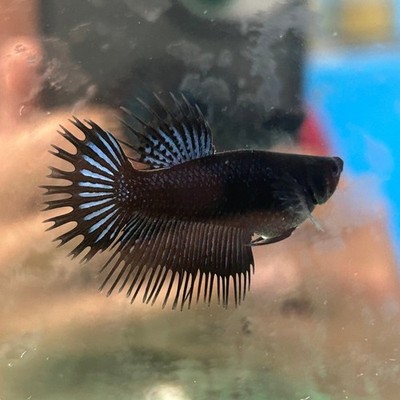 Black Orchid King Crowntail Female Betta