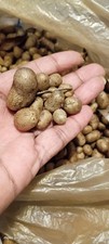 Cinnamon Yam Tubers|Dioscorea Bulbs| Cinnamon Vines Qty 20 