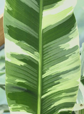 Musa florida variegated banana plant 5 Gallon
