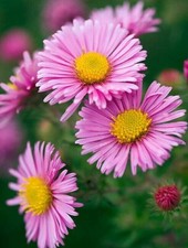 Aster Symphyotrichum novaeangliae pale pink mildewfree /division- 9cm pot
