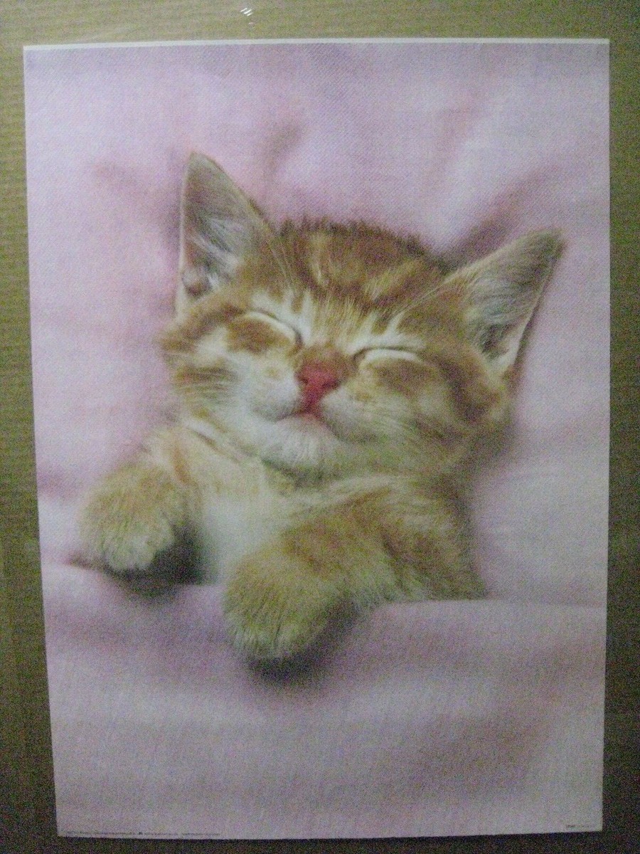 cat kitty 1987 vintage poster sleeping Inv#G4757 | eBay