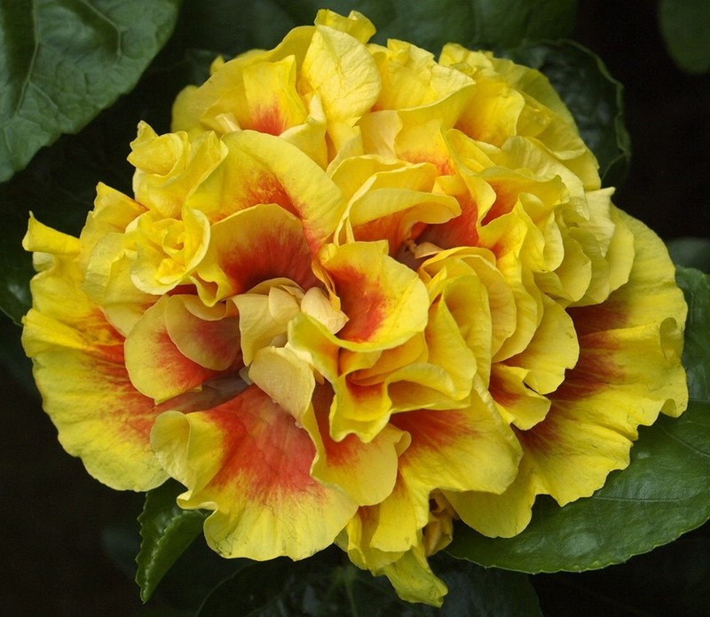 SAMBA DANCER Tropical Hibiscus -- Plant in 4.5" pot