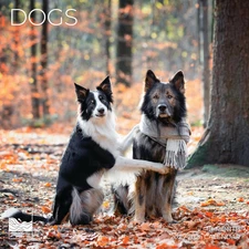 Dogs Wall Calendar 2026 | 12" X 24" Open | Giftable Pup Calendar 2026 | Thick &