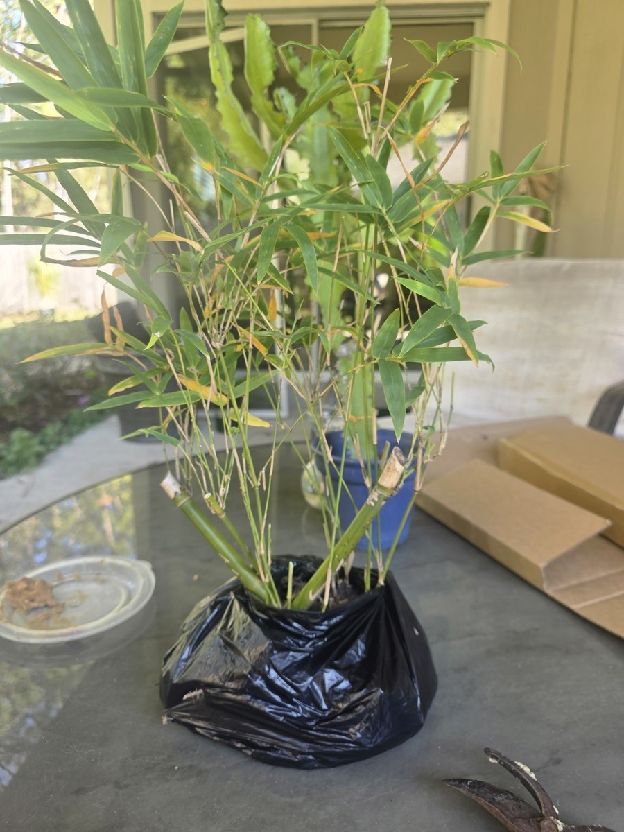 Bambusa multiplex - Green Hedge Clumping Bamboo Plant - 1 Division -non  Invasive | eBay