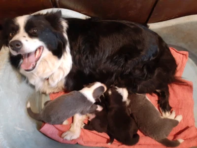Stunning Purebred Long Haired Border Collie Puppies Dogs