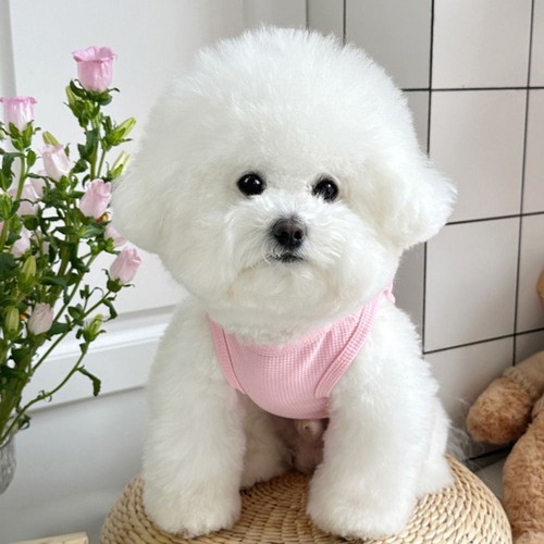 Soft Breathable Cat Vest Elastic Dog Outfits Pet Cloths For Small Medium Dogs - Picture 9 of 12