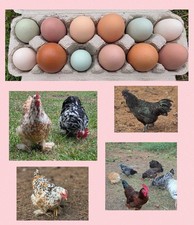 12+ Farm Fresh RAINBOW Chicken Hatching Eggs – Olive, Blue, Speckled, Brown 🐣