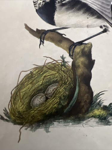 Ornithologie Radierung 1823 "Motacilla Alba" - Bild 3 von 5