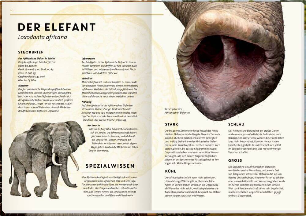 Thumbnail - Lebensgroß - Wilde Tiere Afrikas