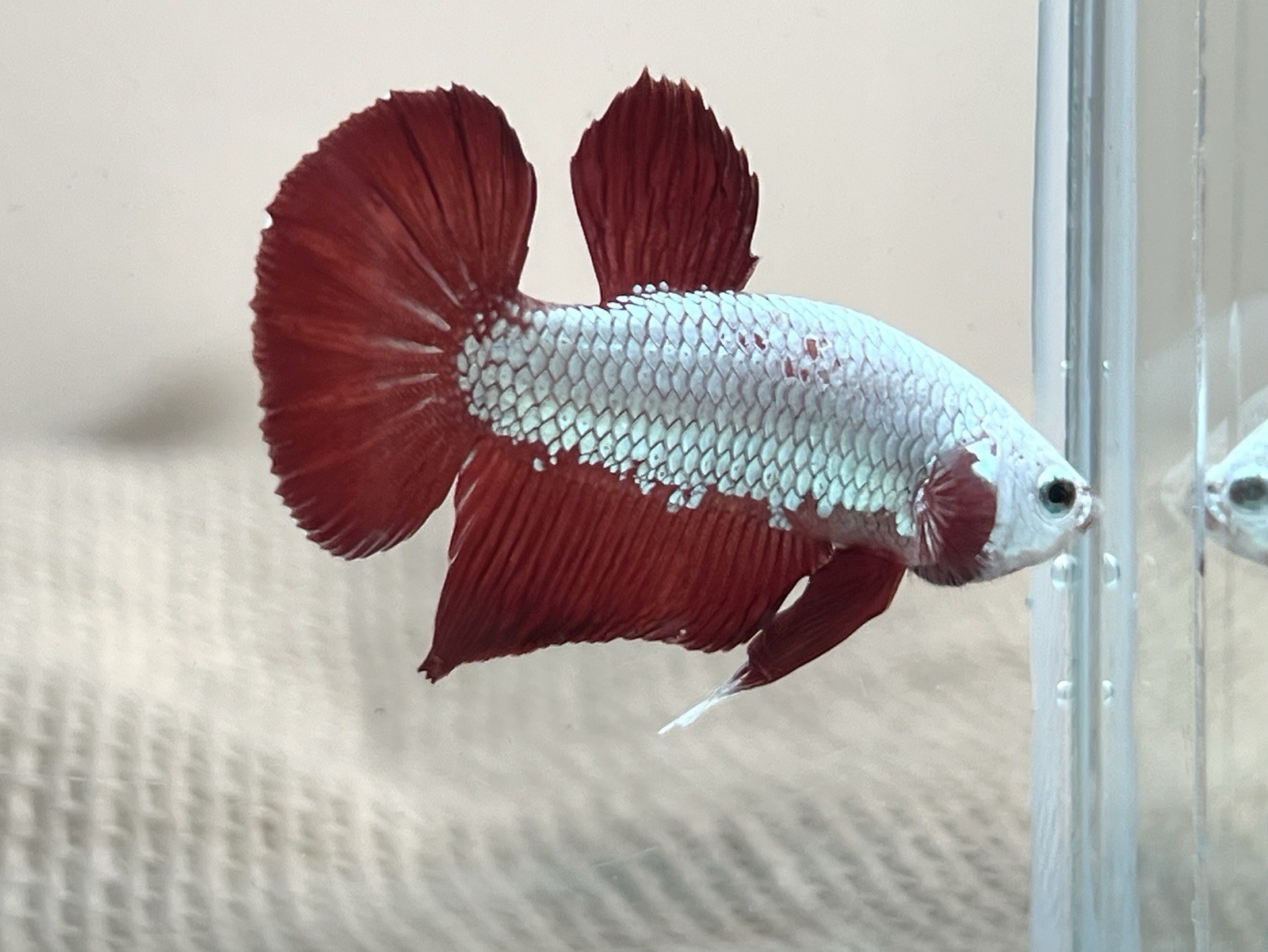 LiVe BeTtA FisH HMPK **ReD DraGon** {Imported Male} ~ (ihy178)