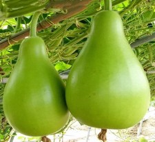 10 Gagua /Bottle gourd /Calabash Seeds – Early-Maturing, Great Flavor