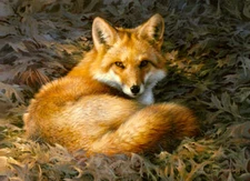 Sunstruck by Joni Johnson-Godsy Art Print Red Fox Wildlife Nature Poster 16x22