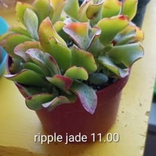 Vibrant ripple jade plant has green leaves with red edges and yellow highlights.