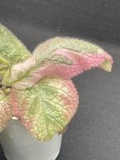Episcia - Picasso ~ Cultivar of African Flame, beautiful foliage color