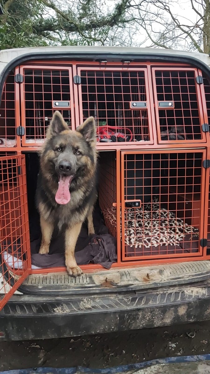 dog crates for van