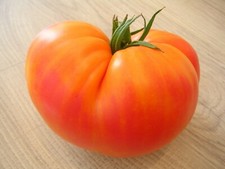 🍅 15 GRAINES DE TOMATE ANANAS BIO / 15 TOMATO SEEDS ANANAS BIO 🍅