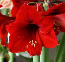 30+ Red Lion Amaryllis Hippeastrum Seeds May 2025 Fresh/Propagation Instructions
