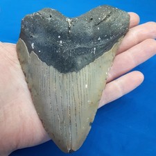 Megalodon Shark Tooth, Real Fossil, 5 1/4 inches, Ships from Canada