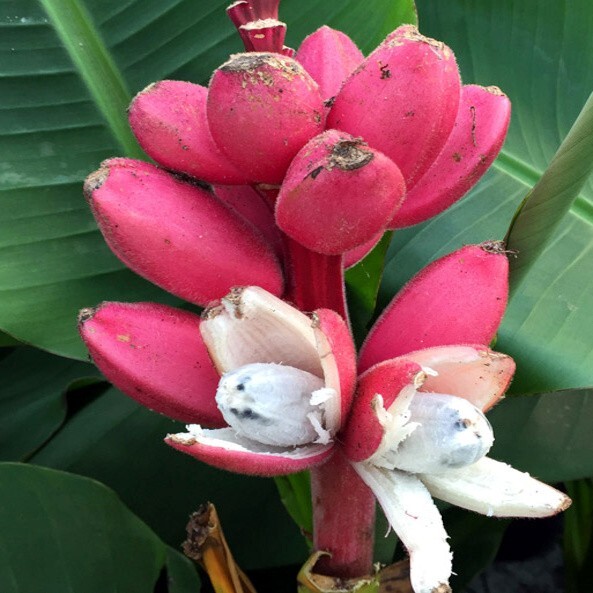 10 Pink Dwarf Banana Tree Fruit Plant Seeds (Musa velu.) Rare Fast
