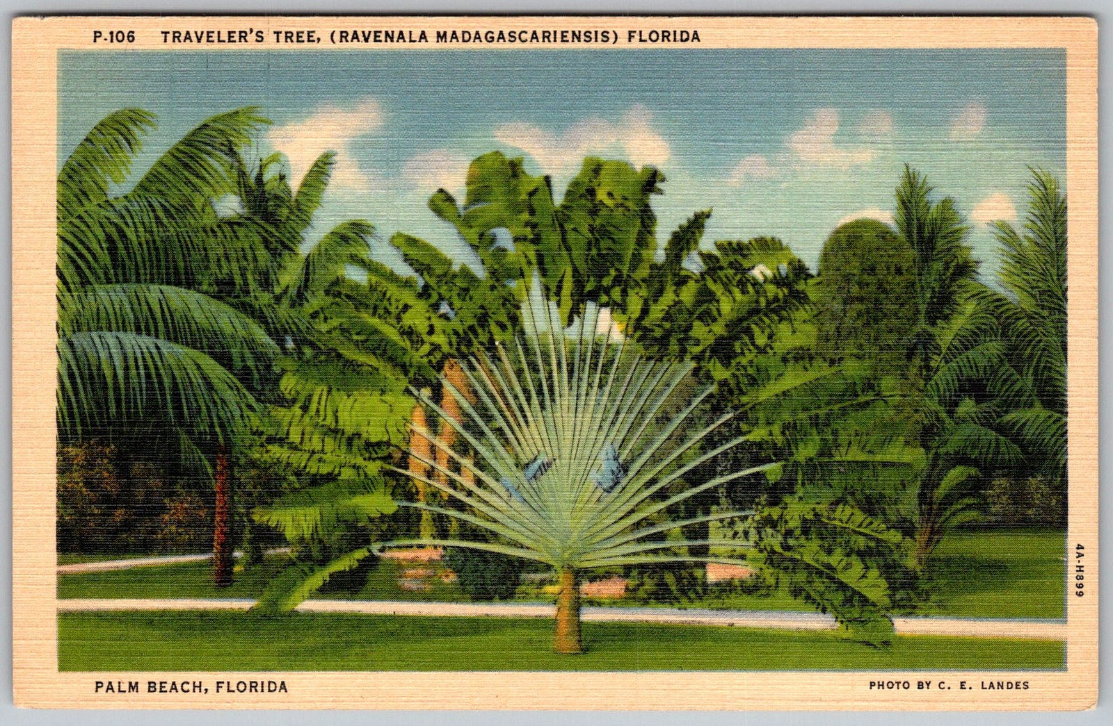Vtg Linen Postcard Traveler's Tree Ravenala Palm Beach, FL 1940s