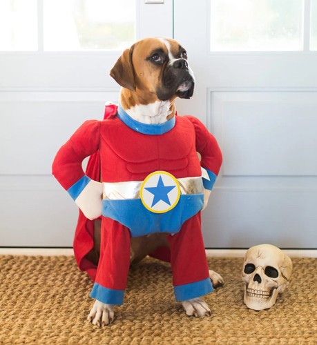 healthy dog food online