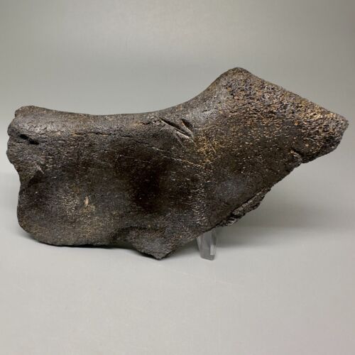 Rare 5.53" Fossil Ulna w/multiple MEGALODON Shark Tooth Bite Marks - Deep!!! - Picture 2 of 11
