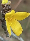 Cutleaf Forsythia — photo 5