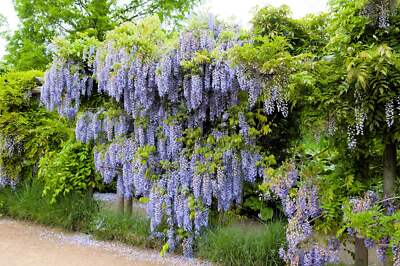 5 JAPANESE WISTERIA Floribunda Flower Purple Ornamental Vine