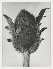 12684.Poster print.Room Wall design.1928 Blossfeldt plant macro art photography