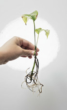 Exact Epipremnum Pinnatum Albo Variegated Rooted Plant Cutting 3 Node 2 Leaf