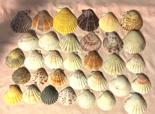 seashell lot 71 scallop shells from medium to larger sizes 1.5-2.5" about 30